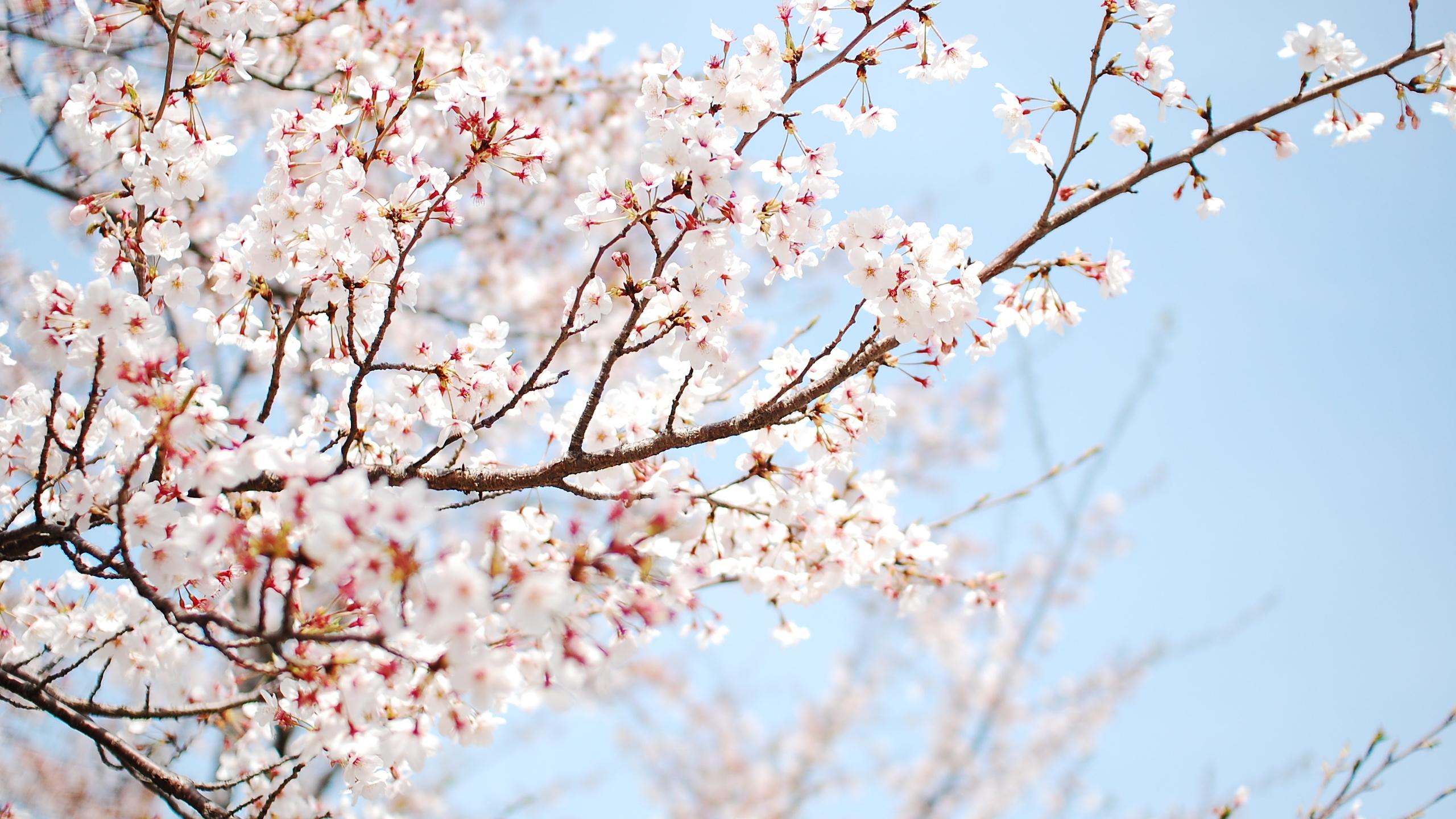 2560x1440 Free download Gallery Cherry Blossom Wallpaper Vintage [2560x1440] for your Desktop, Mobile & Tablet. Explore Vintage Cherry Wallpaper. Vintage Kitchen Wallpaper, Cherry Blossom Wallpaper for Walls, Cherry Wallpaper Wallcoverings
