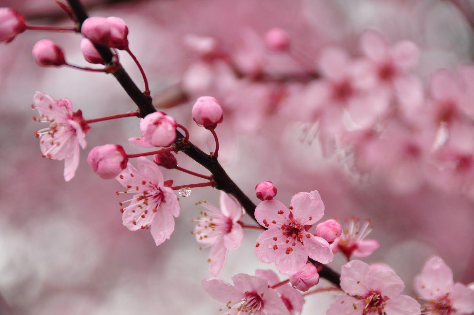 1600x1063 cherry blossom image. The Vintage Perfume Vault: Scented wanderings: perfumes of tomorro. Cherry blossom picture, Cherry blossom flowers, Cherry blossom image