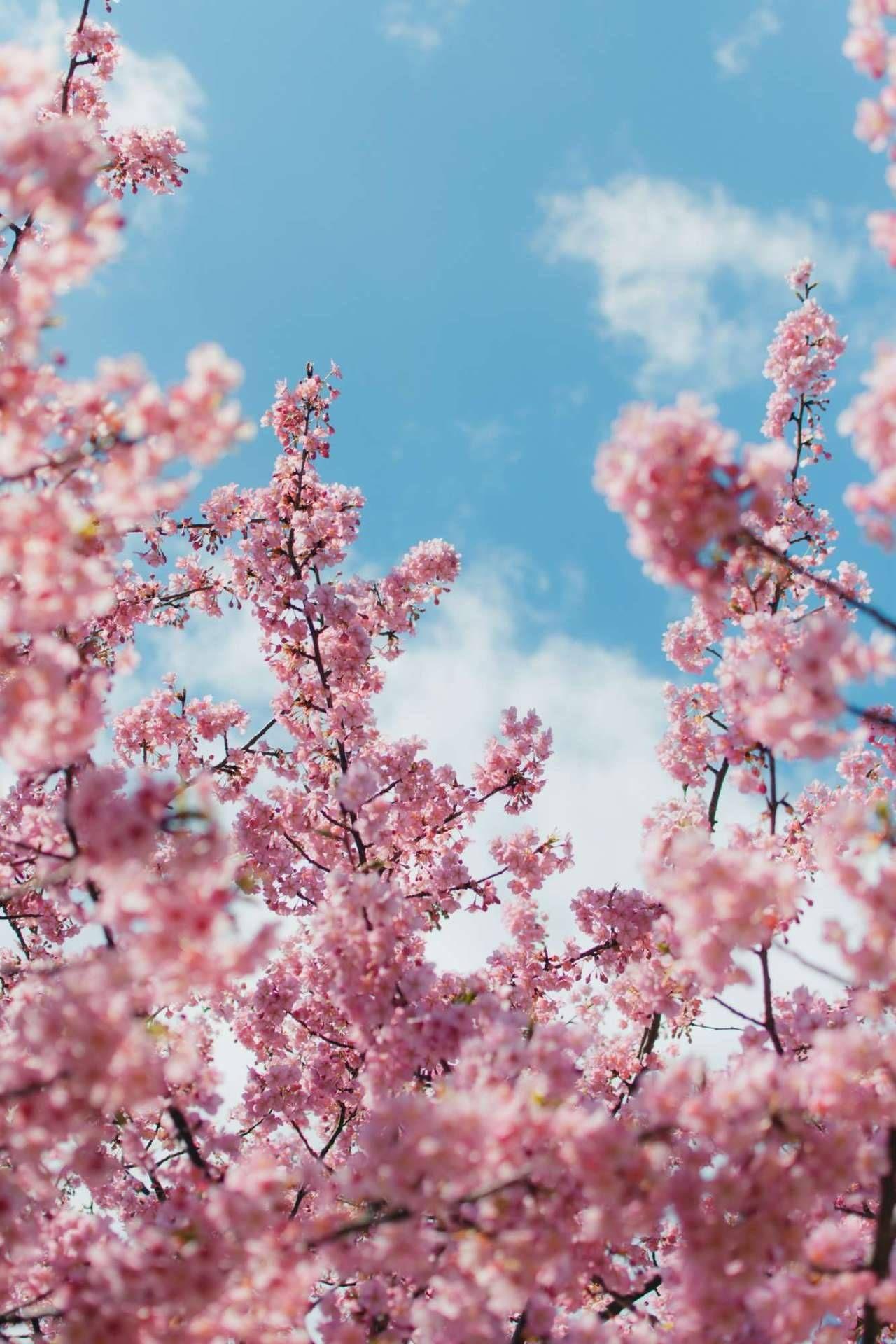 Vintage Cherry Blossom Wallpapers - Top Free Vintage Cherry Blossom ...