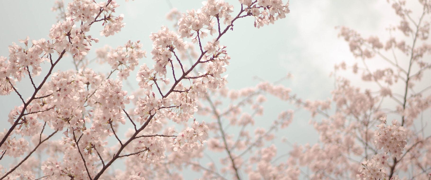 1820x762 Cherry Blossom Tree (3440×1440 Wallpaper)x1440 Wallpaper