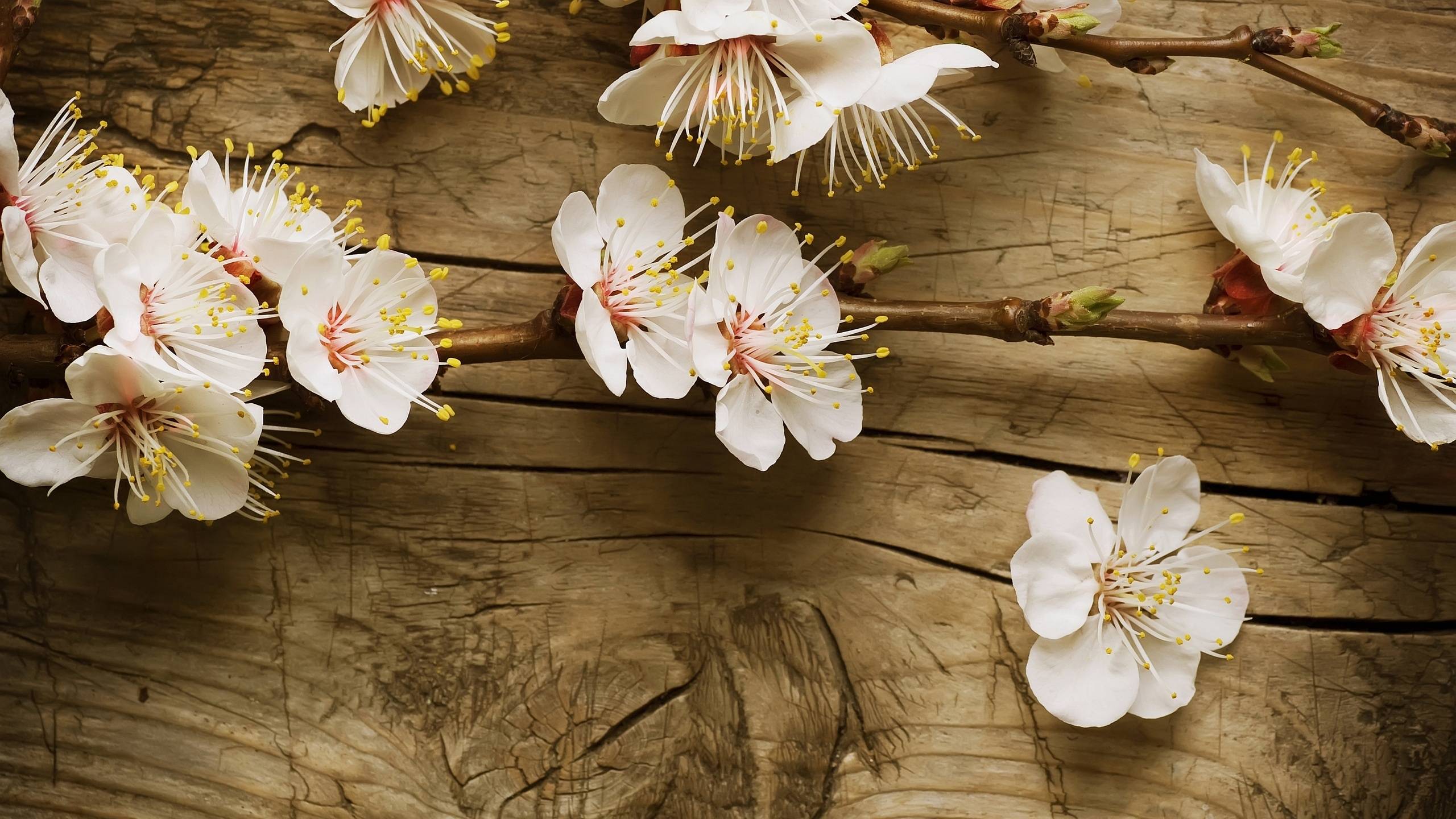 2560x1440 Cherry Blossom Wallpaper