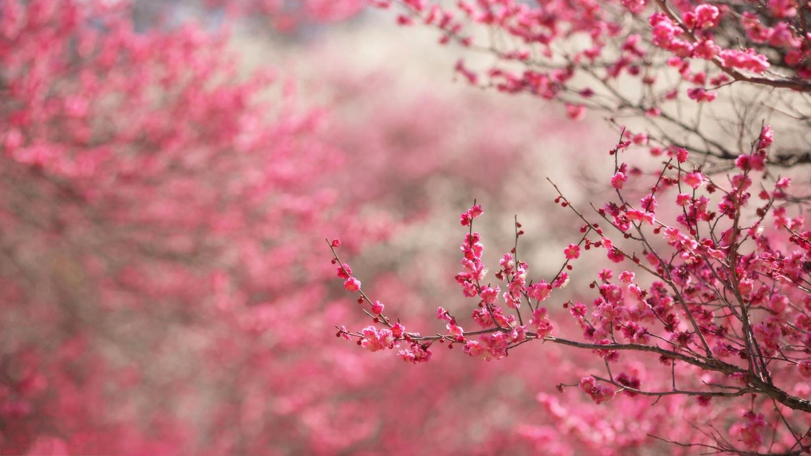 1600x900 Cherry Blossom HD wallpaperx900
