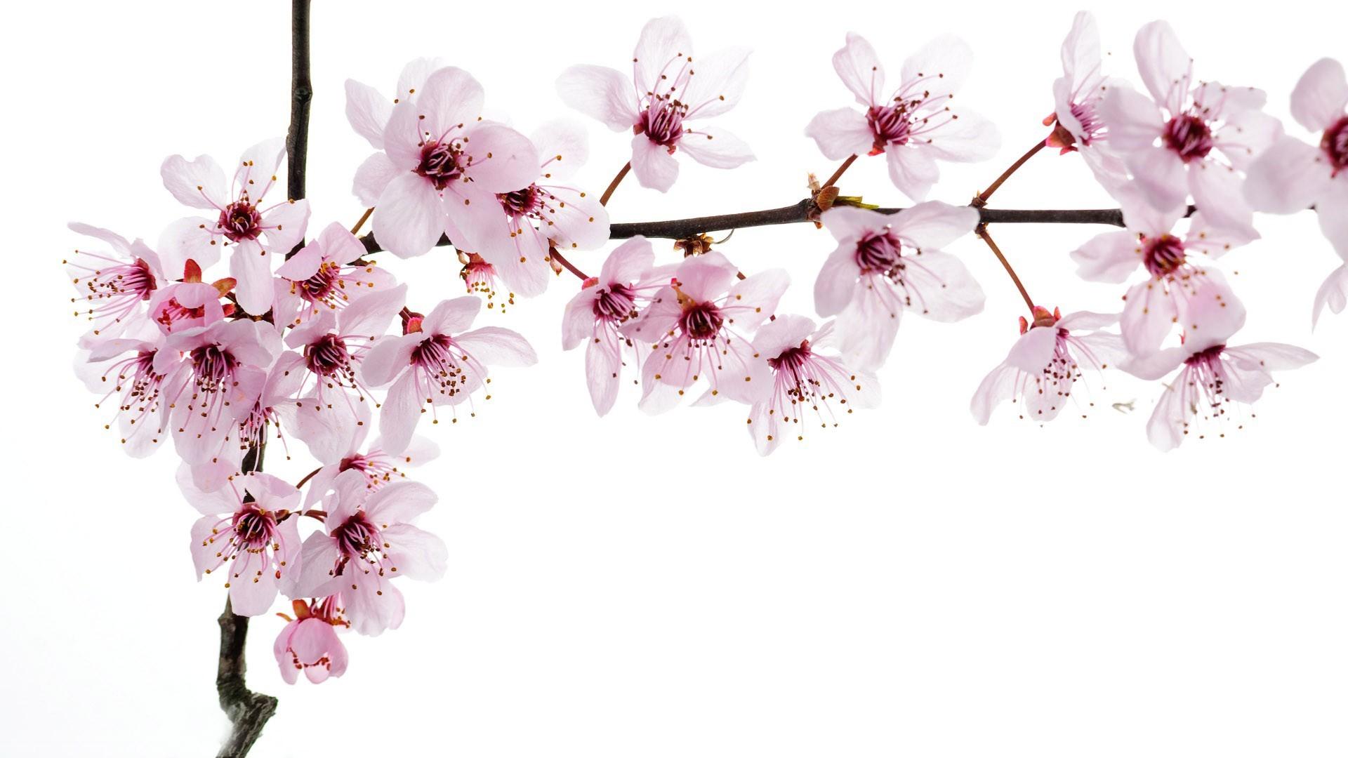 1920x1080 Free download Cherry blossoms wallpaper 10954 [1920x1080] for your Desktop, Mobile & Tablet. Explore Cherry Wallpaper Wallcoverings. York Wallcoverings Wallpaper, Cherry Blossom Wallpaper for Walls, Vintage Cherry Wallpaper