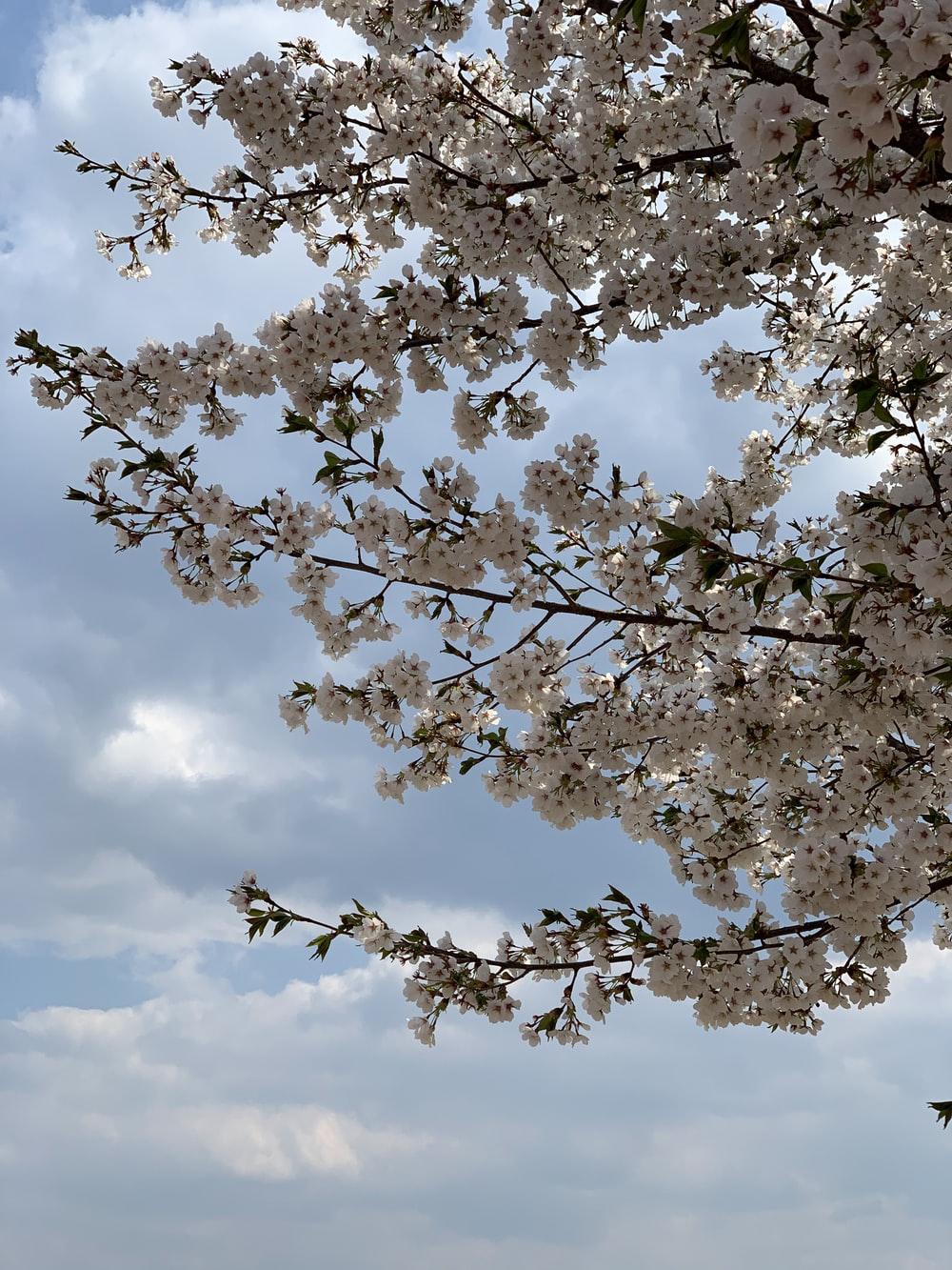 1000x1333 Sakura Korea Picture. Download Free Image
