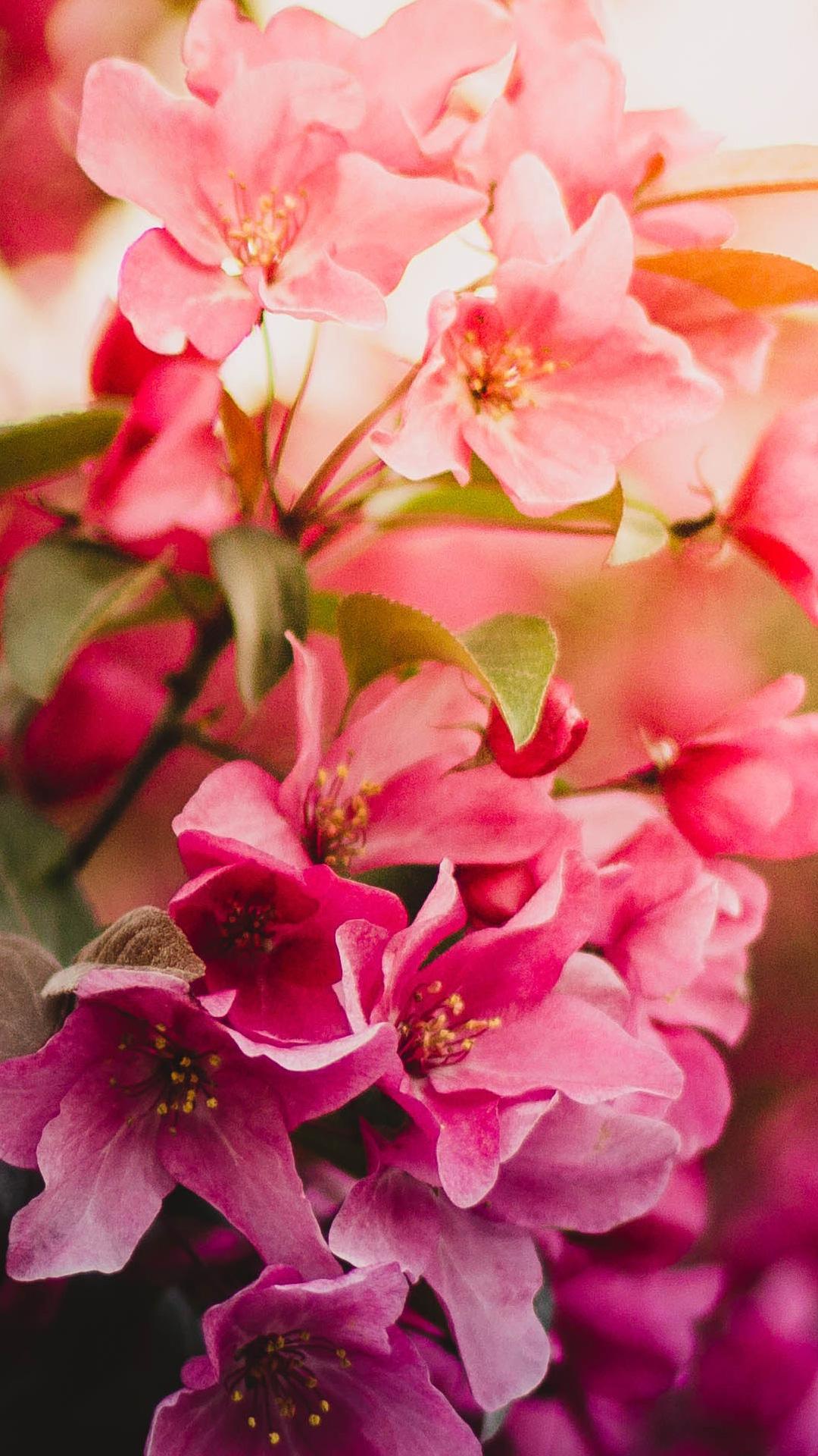 1080x1920 Cherry Blossom Flower Wallpaper. Background, Desktop Image, Photo, HD
