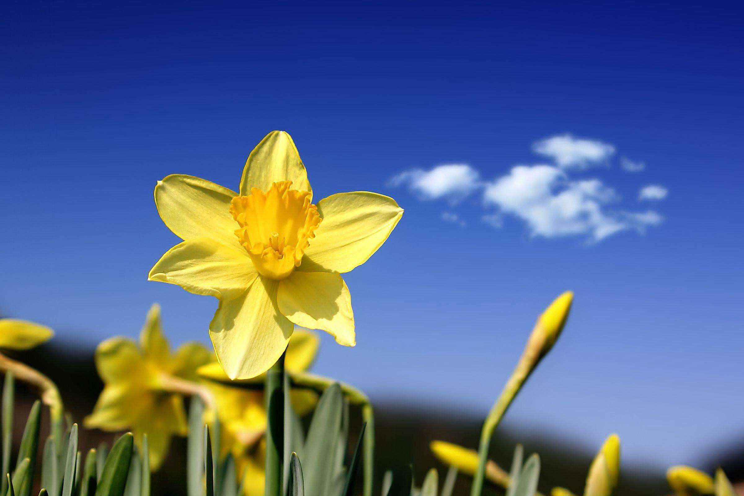 2400x1600 Best Free Spring Background and Wallpaper