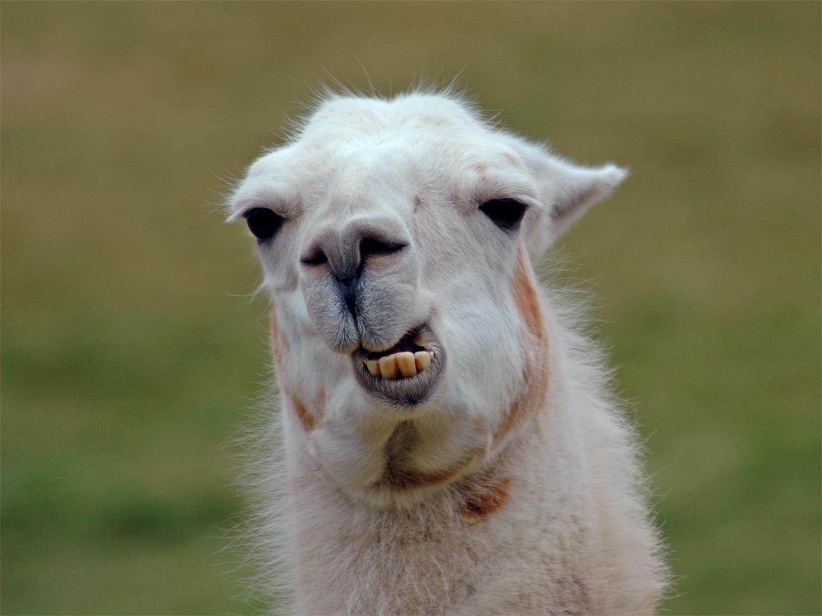 1152x864 Llama Wallpaper