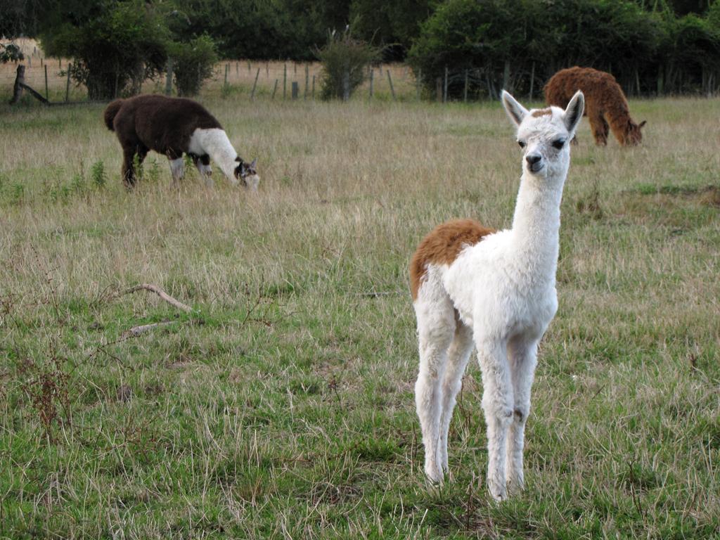 1024x768 Baby Mom Llamas