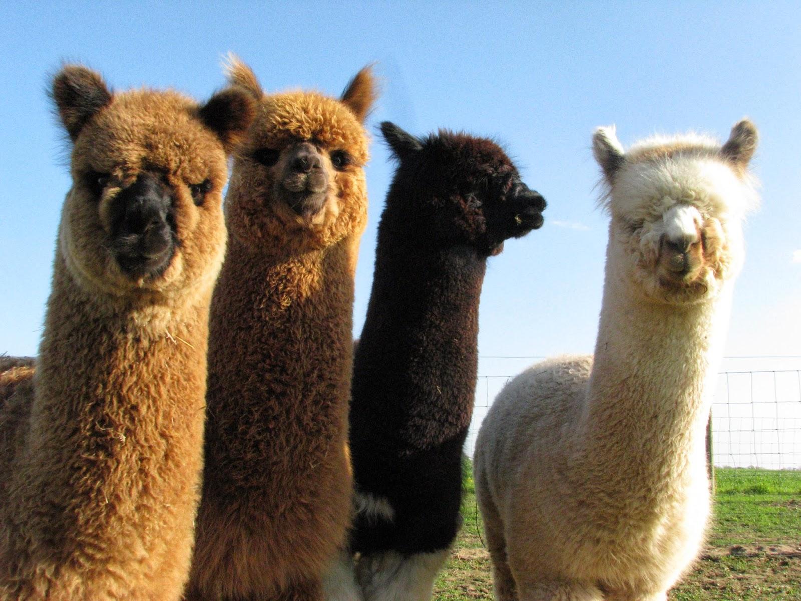 1600x1200 Alpaca Desktop Wallpaper