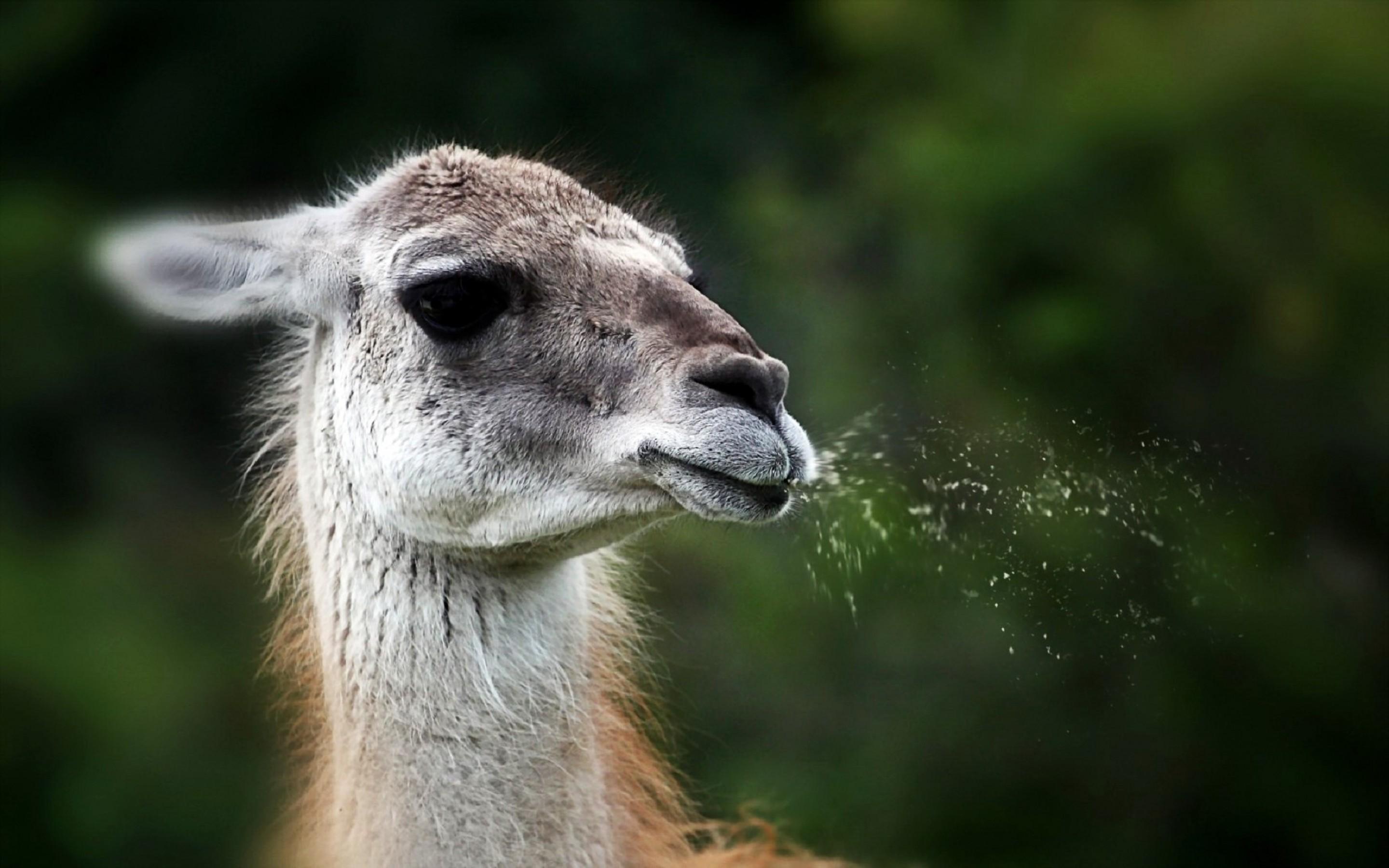 2880x1800 Lama wallpaper, Animal, HQ Lama pictureK Wallpaper 2019