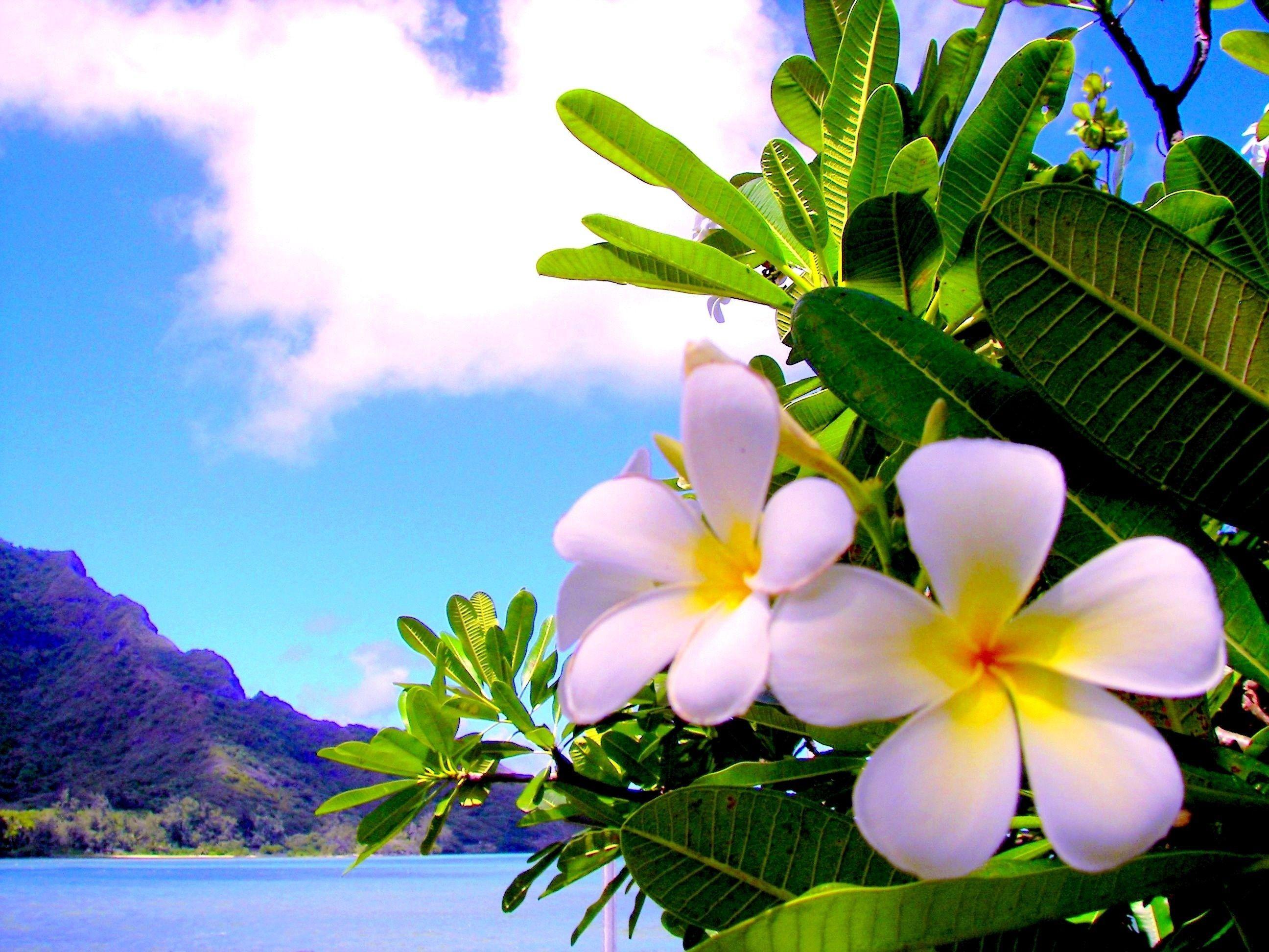 hawaii flower wallpaper