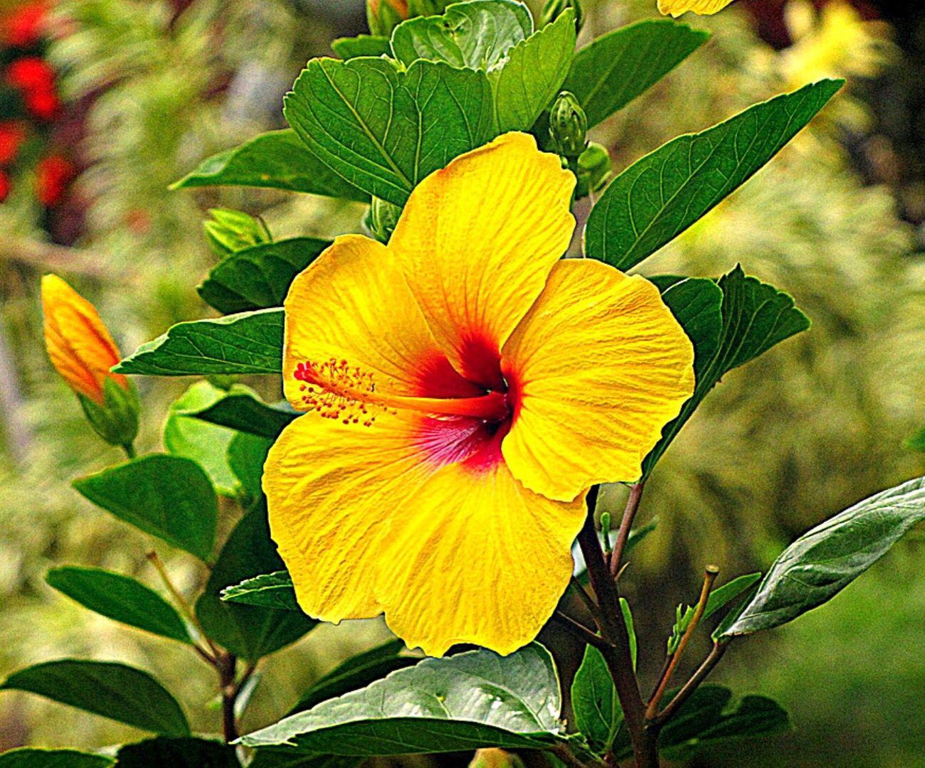 Awesome Hawaiian Flowers Wallpapers Top Free Awesome Hawaiian Flowers awesome-hawaiian-flowers-wallpapers-top-free-awesome-hawaiian-flowers