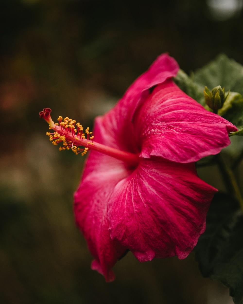 1000x1250 Hawaiian Flower Picture. Download Free Image