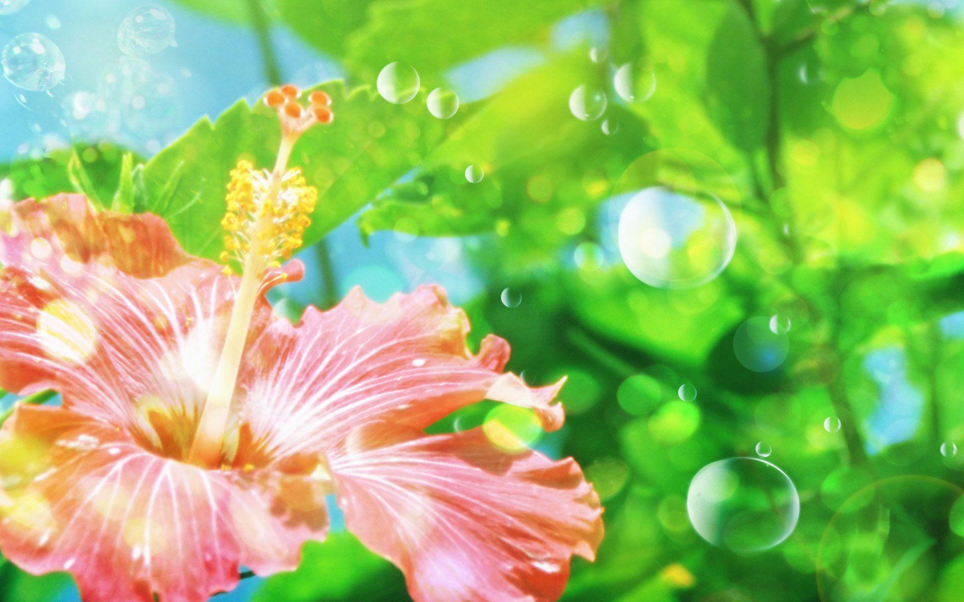 1920x1200 Pretty effect. Beautiful flowers HD wallpaper, Flower wallpaper, Flower image