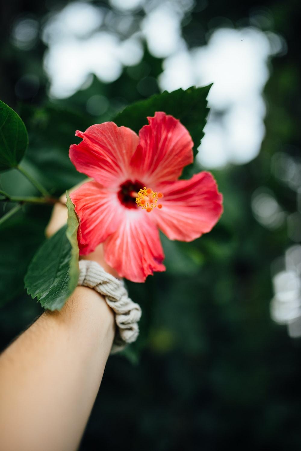 1000x1498 Hawaii Flower Picture. Download Free Image