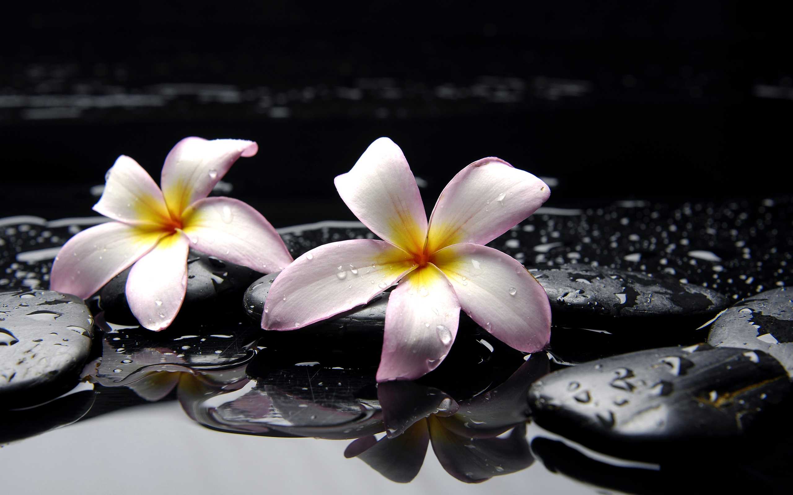 2560x1600 Hawaiian Plumeria Flower Wallpaper