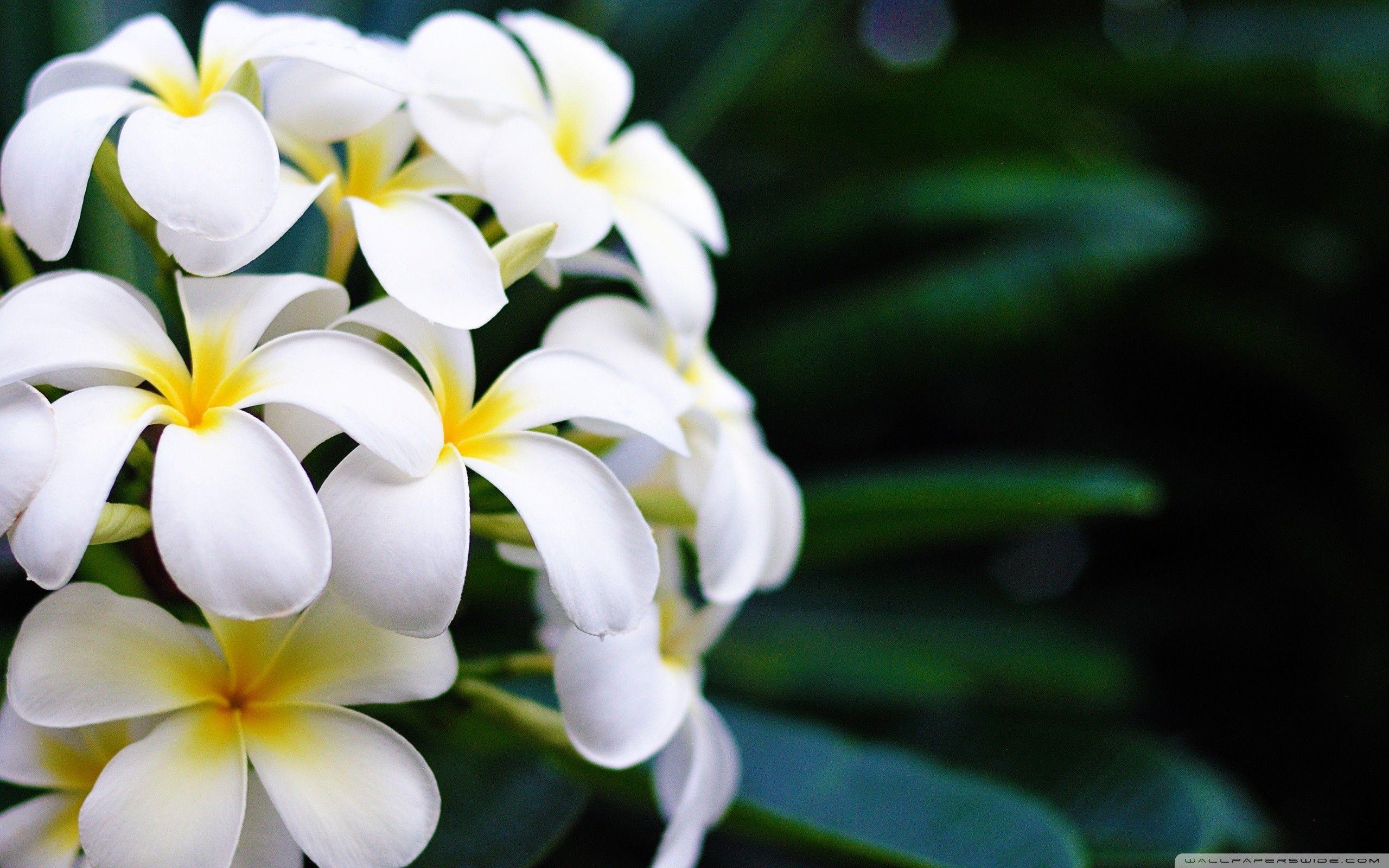 2560x1600 Hawaii Flowers Wallpaper, HD Hawaii Flowers Background on WallpaperBat