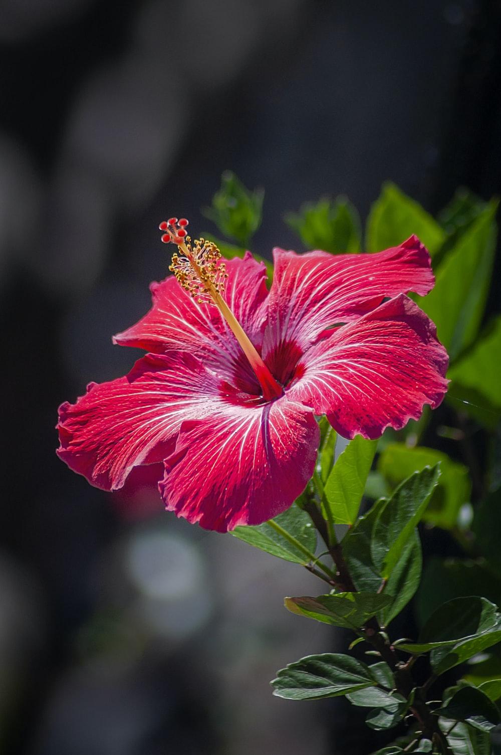 1000x1506 Hibiscus Flower Picture. Download Free Image