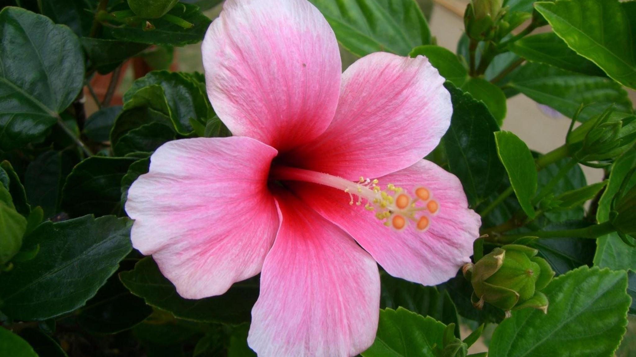 2048x1152 Hibiscus Flowers wallpaperx1152