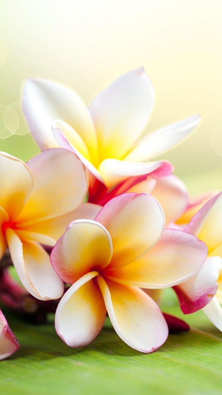 736x1308 Hawaiian Flowers iPhone Wallpaper