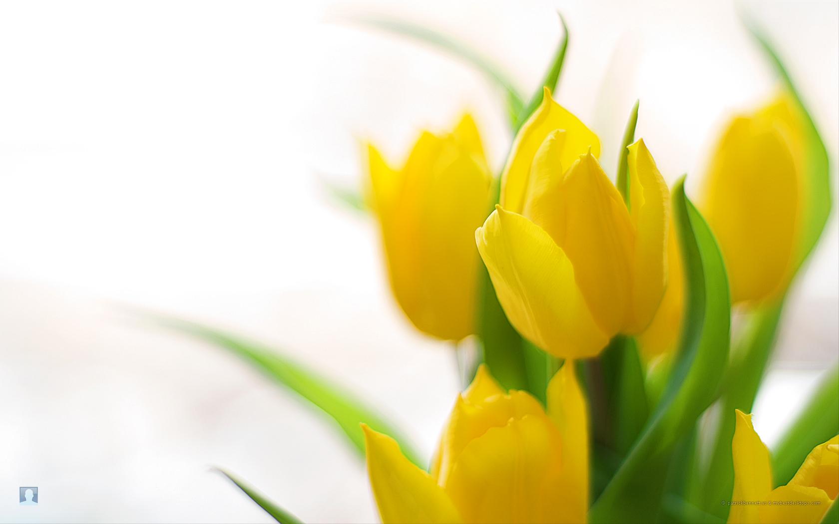 1680x1050 Spring Flowers wallpaperx1050