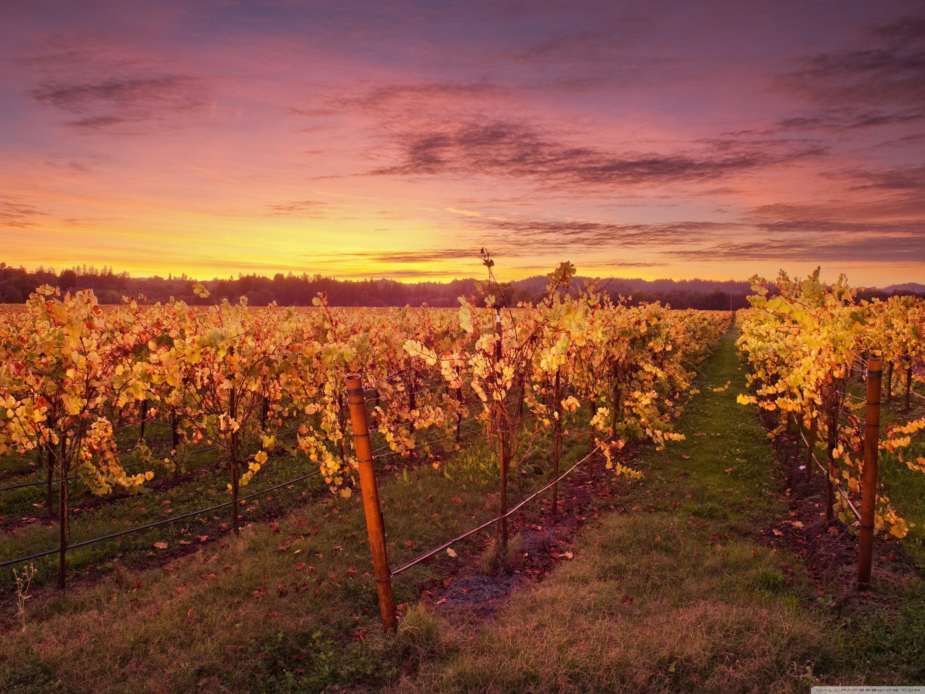 3200x2400 The God Of Wine Ultra HD Desktop Background Wallpaper for 4K UHD TV : Widescreen & UltraWide Desktop & Laptop : Multi Display, Dual Monitor : Tablet