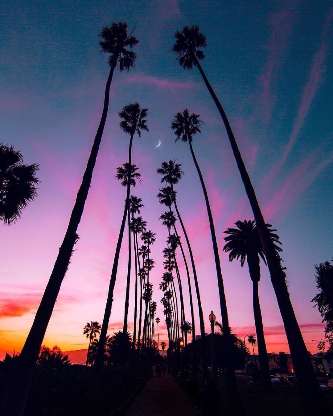 Free download Related Pictures Palm Trees California Dreamin California  Sunset HD [1127x774] for your Desktop, Mobile & Tablet, Explore 48+  California Palm Trees Wallpaper