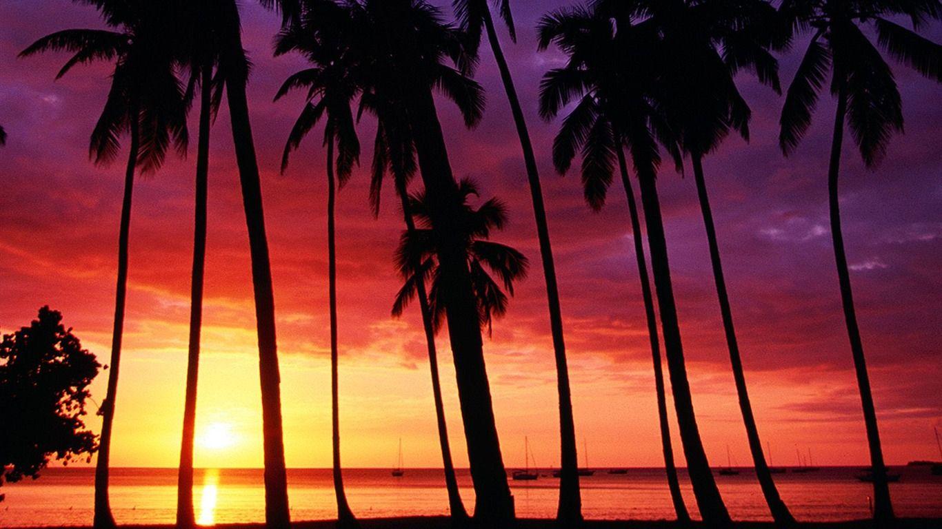 1366x768 Palm Tree Sunset Wallpaper