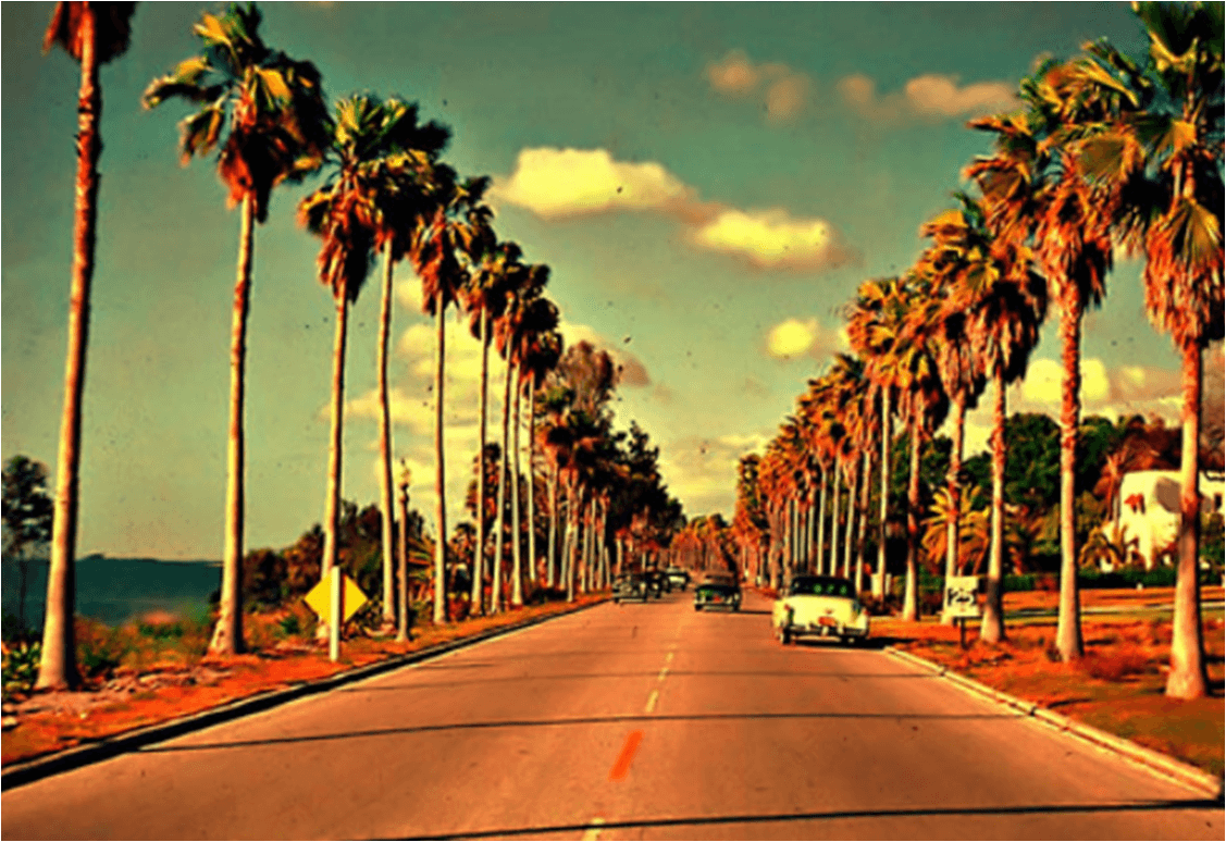 1127x774 Tumblr Photography California Palm Trees Desktop Wallpaper Palm Trees Background
