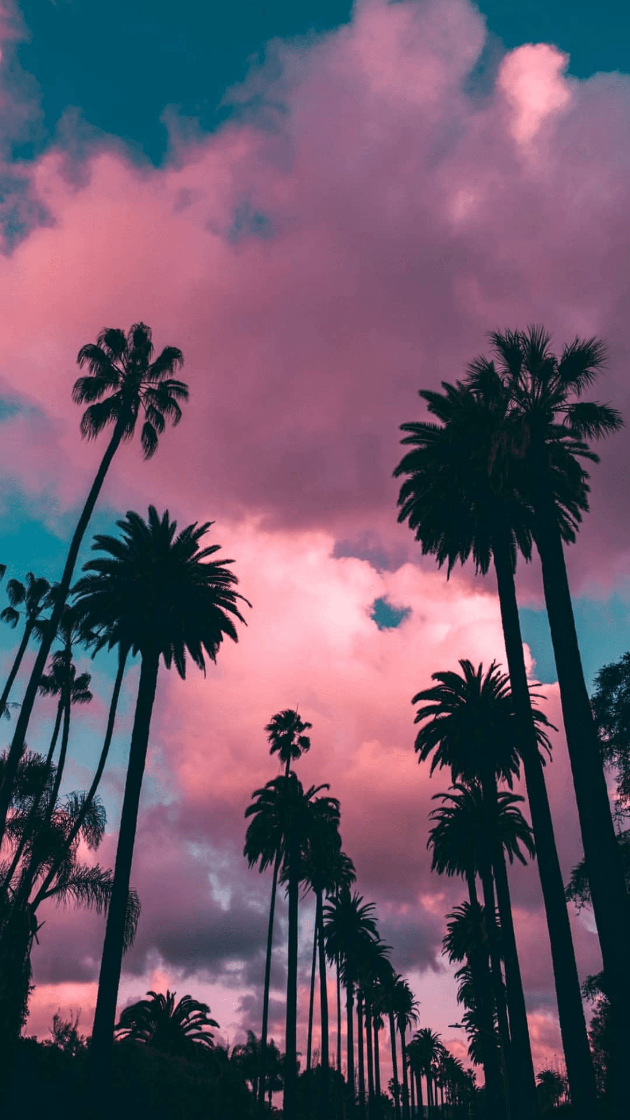 1242x2208 Palm Trees Aesthetic iPhone Sunset Wallpaper