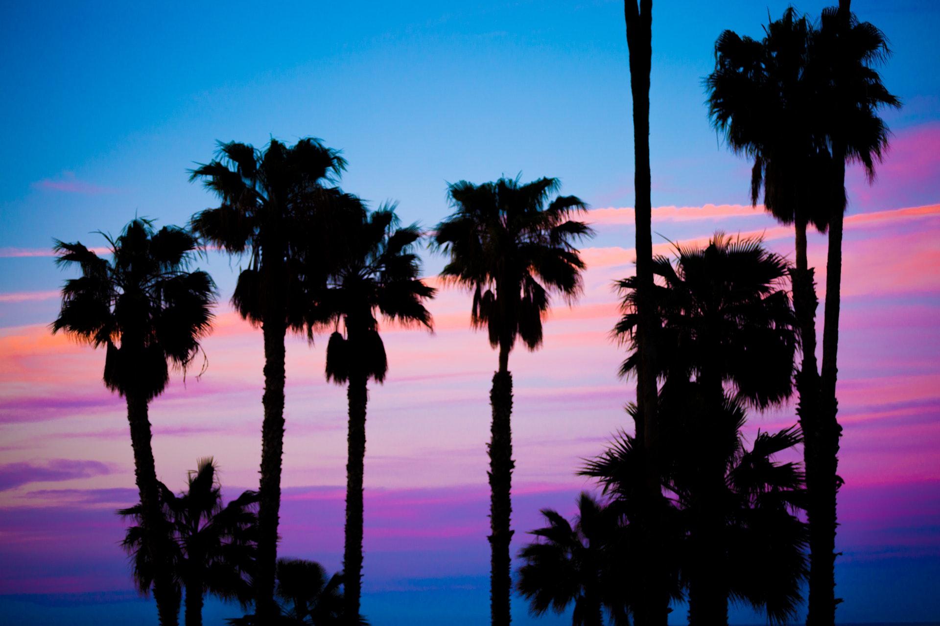 1920x1279 California Palm Trees Wallpaper for Free HD Download