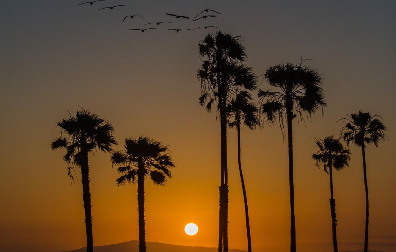 1332x850 Wallpaper sunset, birds, palm trees, California image for desktop, section пейзажи