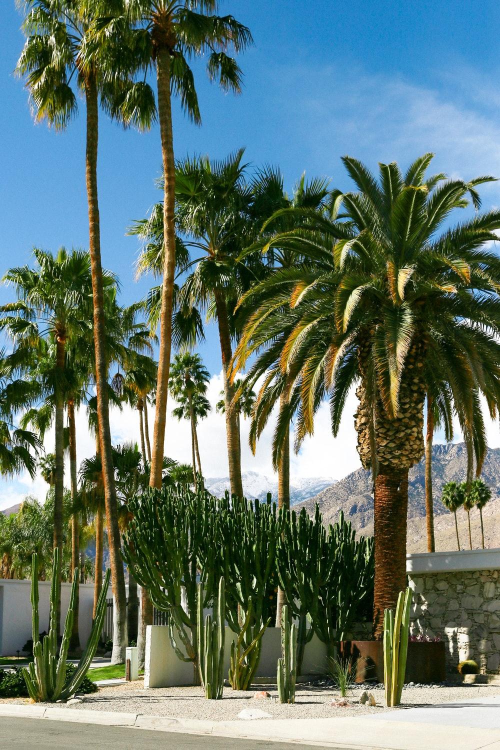 1000x1500 California Palm Tree Picture. Download Free Image