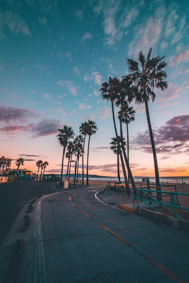 800x1199 Aesthetic Lockscreen Palm Tree Sunset Wallpaper iPhone
