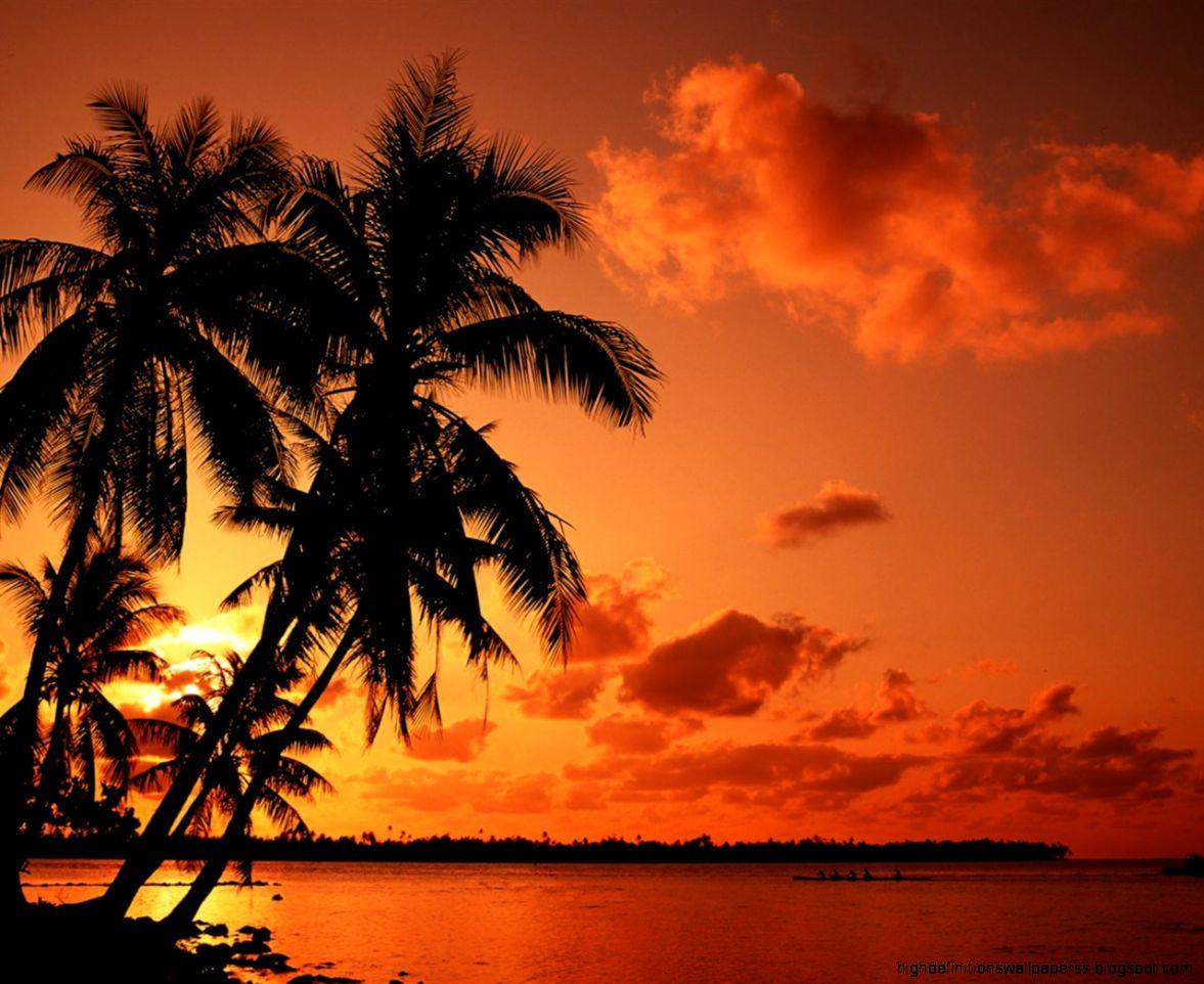 1177x962 Palm Tree Sunset Wallpaper