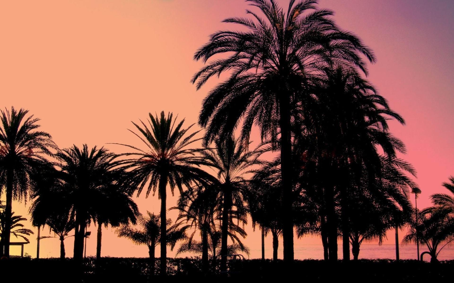 1920x1200 sunset, Landscapes, Trees, Palm, Trees, Sillhouette Wallpaper HD / Desktop and Mobile Background