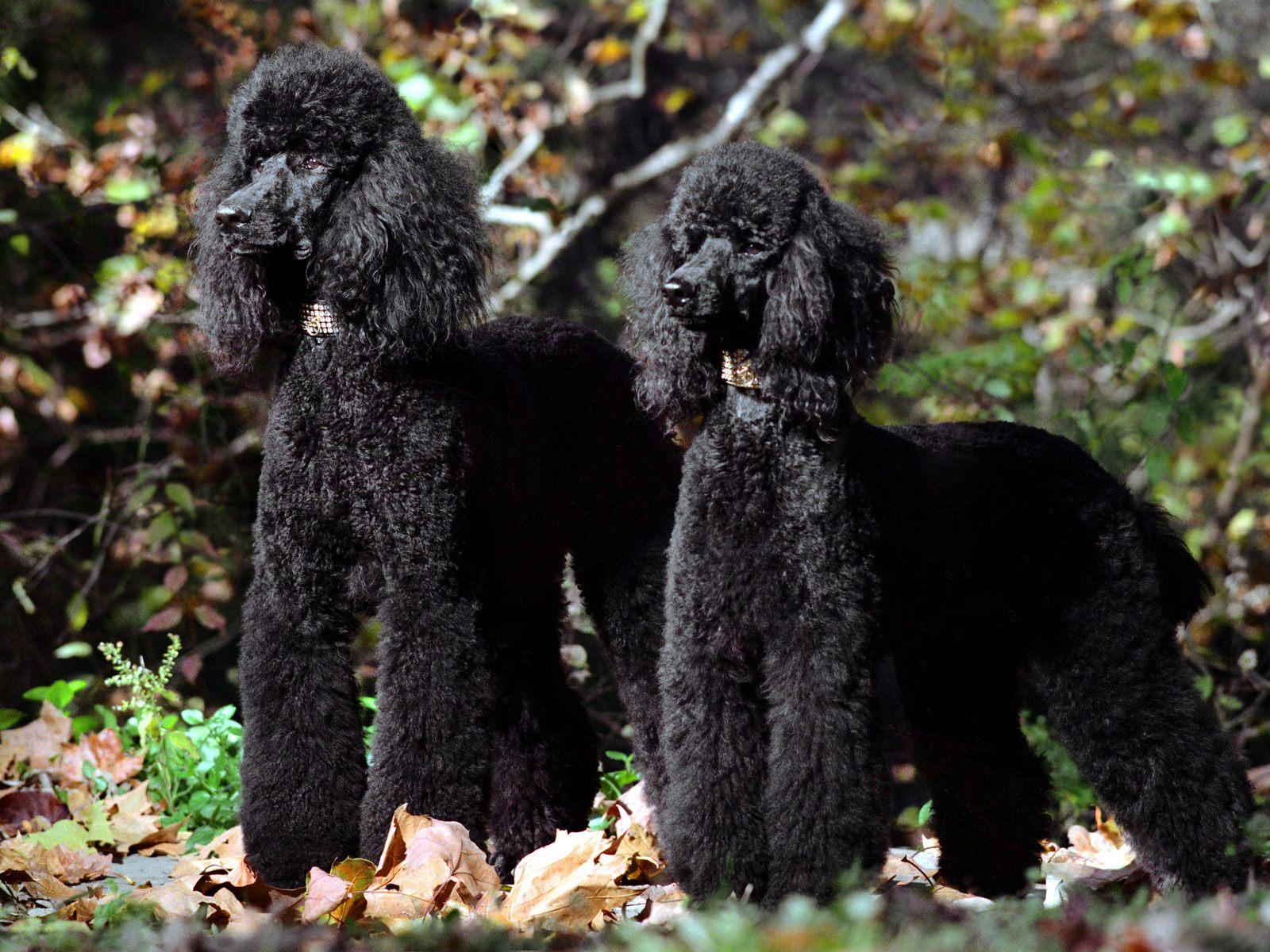 537302 3840x2797 poodle 4k hd free  Rare Gallery HD Wallpapers