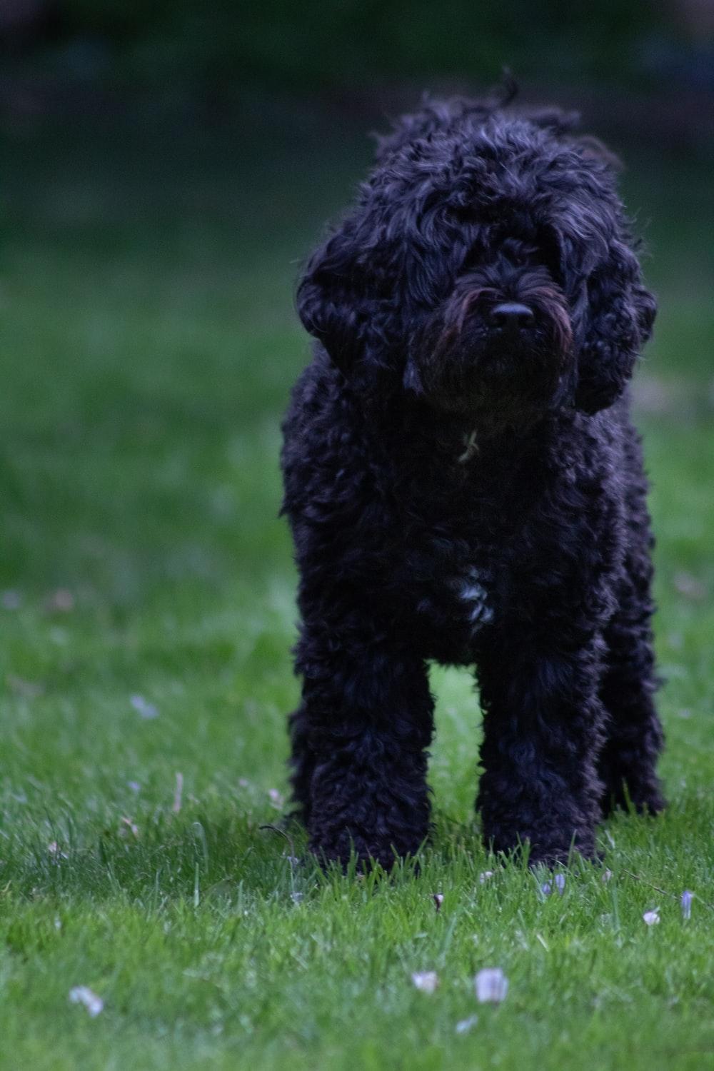 1000x1500 Black Poodle Picture. Download Free Image