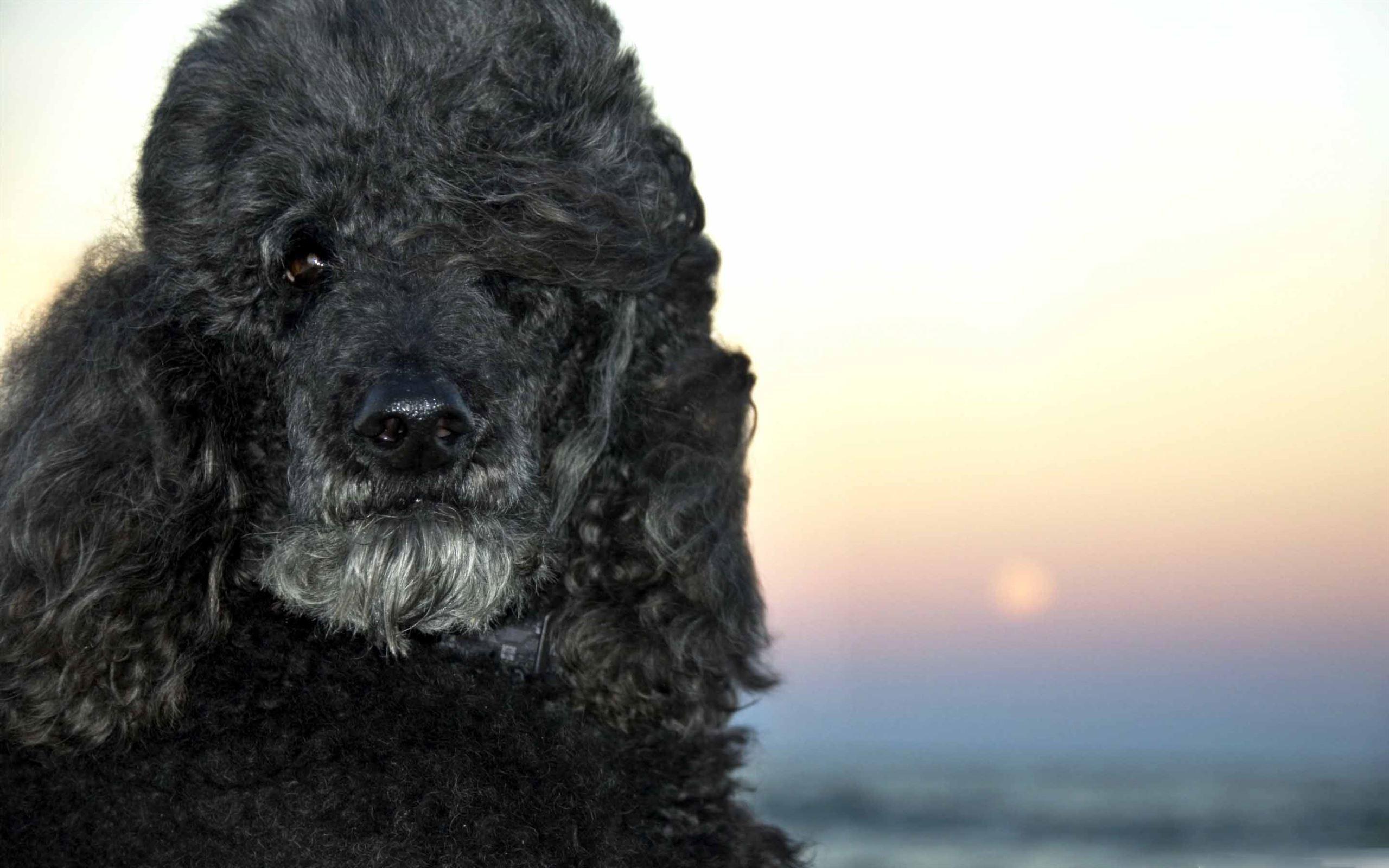 2560x1600 Black Poodle Mac Wallpaper Download