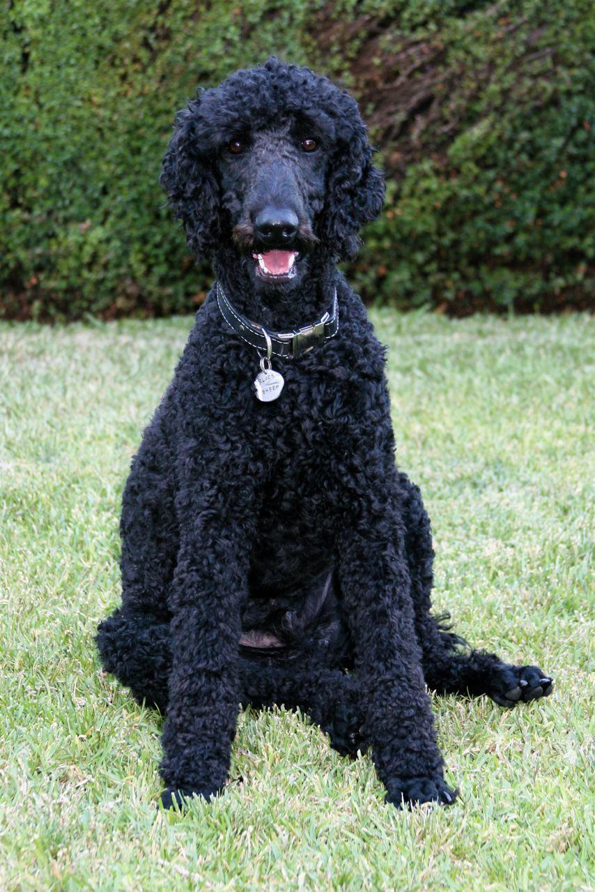 854x1279 Black Poodle Picture And Photo