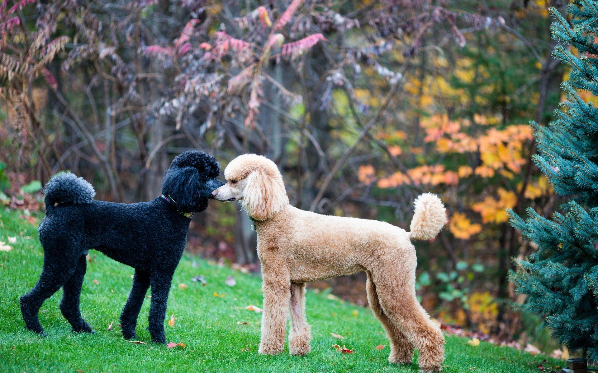 1920x1200 Standard Poodle Wallpaper