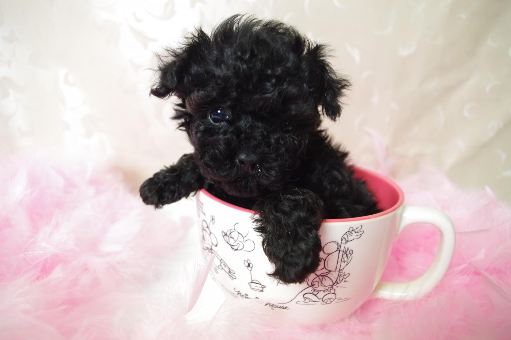 1726x1150 Black Poodle Wallpaper