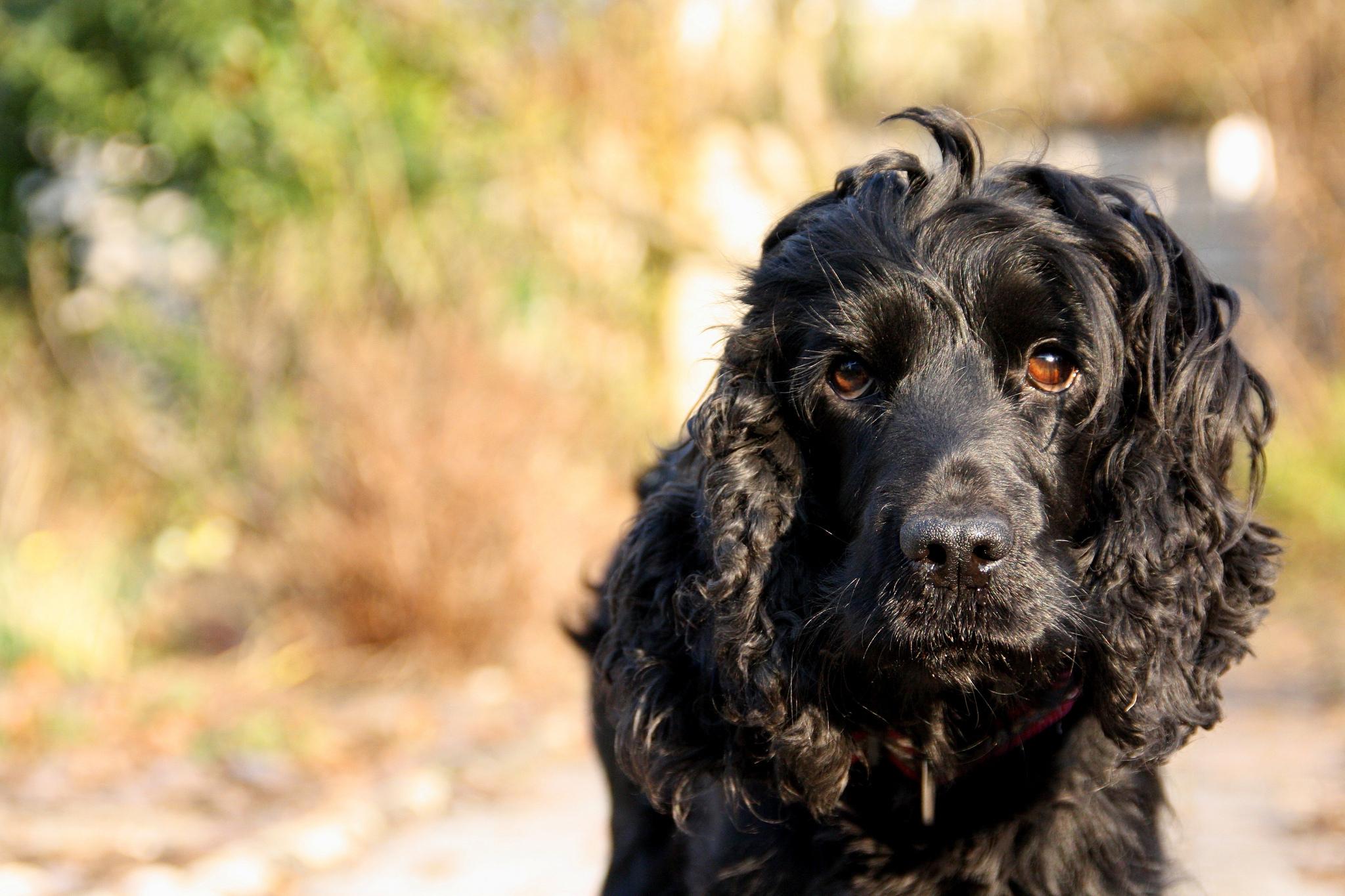 2048x1365 Black Poodle Dog Wallpaper 49986 2048x1365px