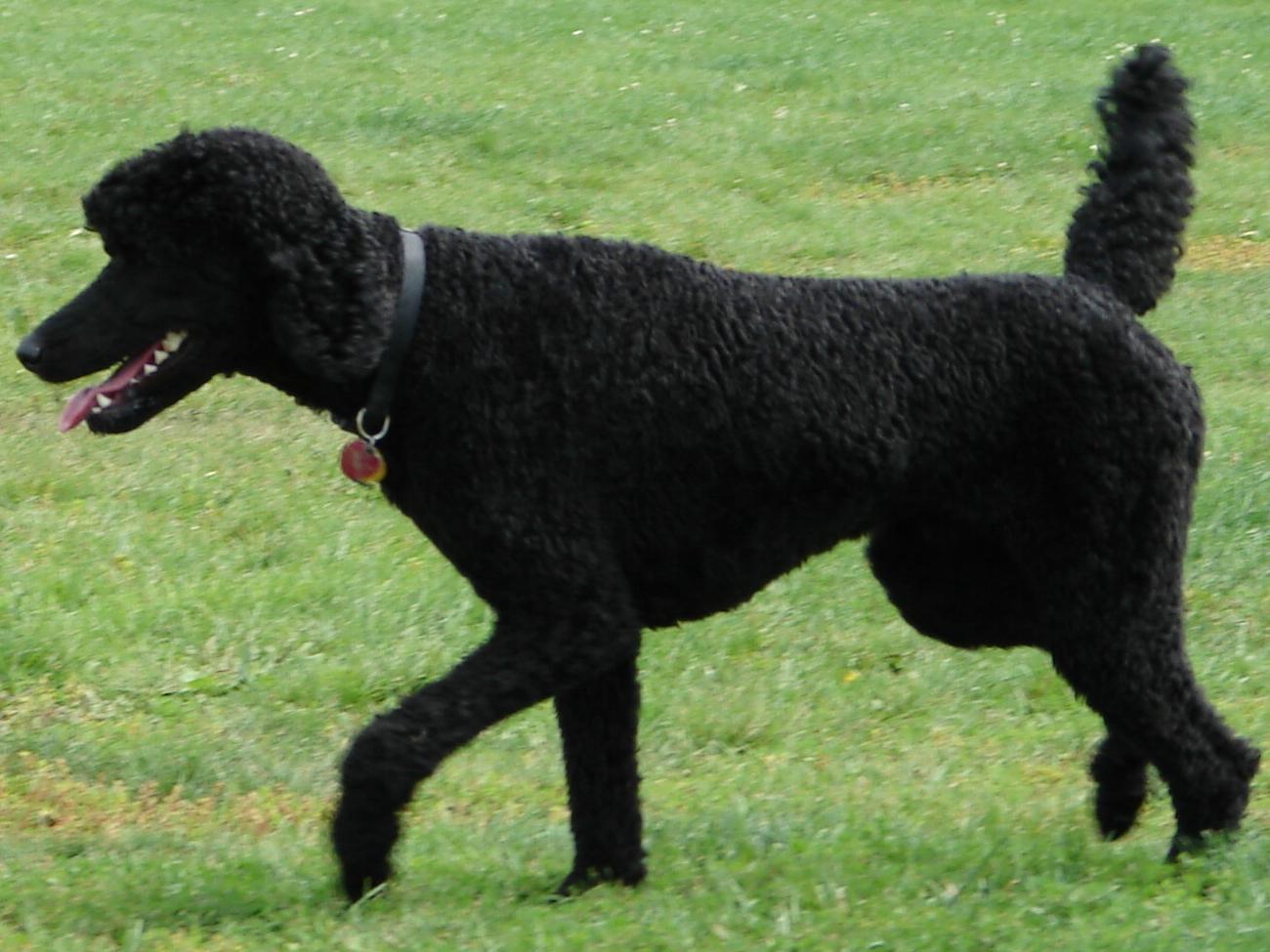 1300x975 Standard Poodle Wallpaper