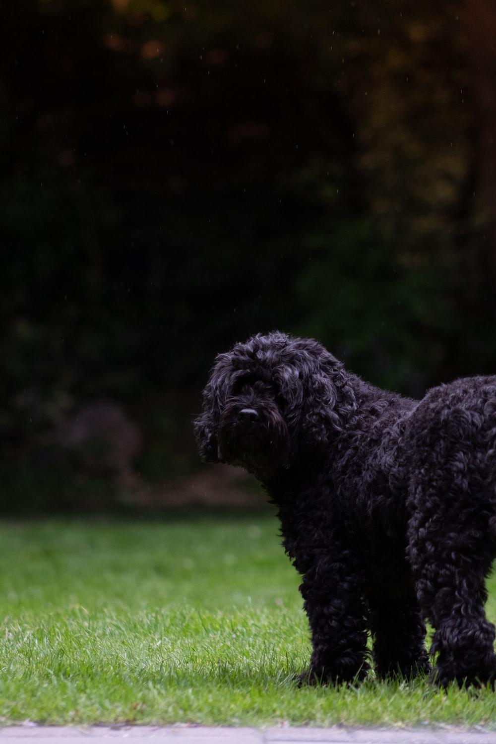 1000x1500 Black Poodle Picture. Download Free Image