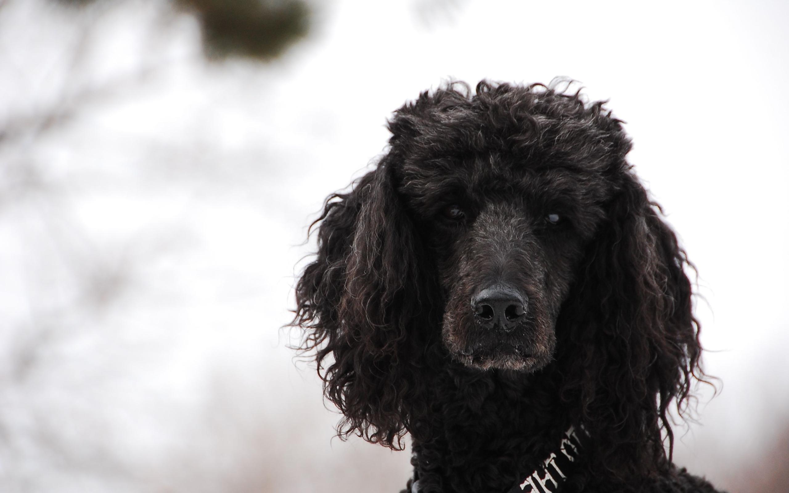 2560x1600 Black Poodle in the snow Desktop wallpaper 2560x1600