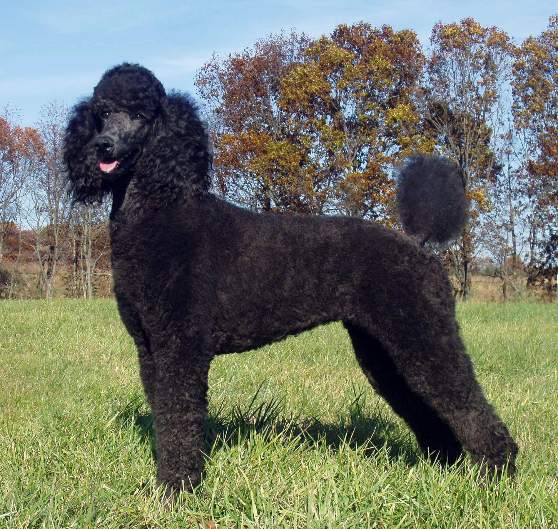 1898x1800 Free download Poodle My Doggy Rocks [1898x1800] for your Desktop, Mobile & Tablet. Explore Black Poodle Wallpaper. Toy Poodle Wallpaper, Standard Poodle Wallpaper, Pink Poodle Wallpaper