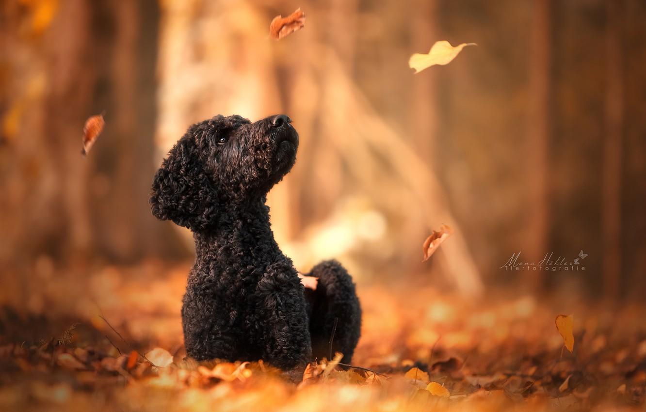 1332x850 Poodle wallpaper HD for Laptop, Mobile, iPhone Love Art
