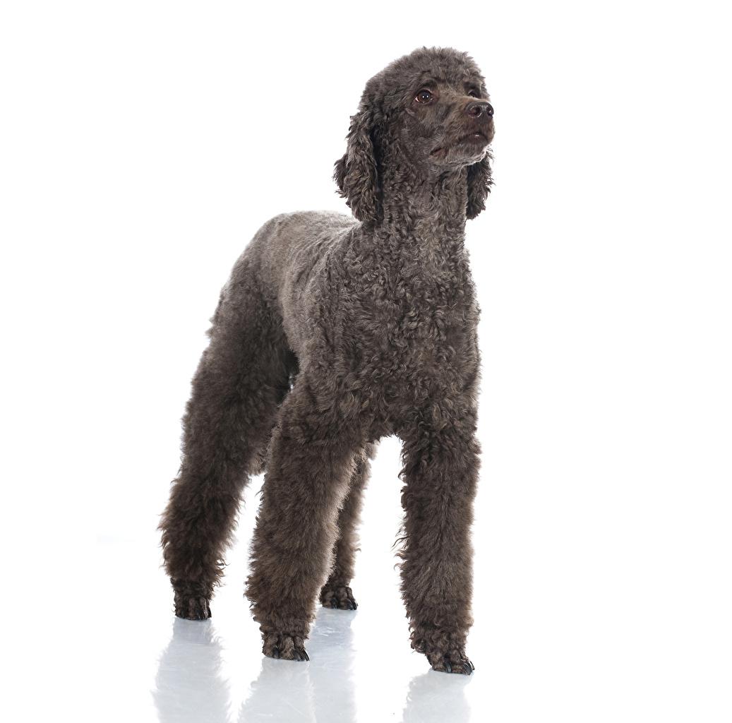 1037x1024 Desktop Wallpaper Poodle dog Black animal