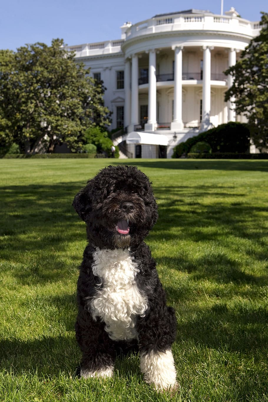 910x1365 Standard Poodle Wallpaper